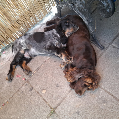 auch auf Choco lässt sich gut ruhen