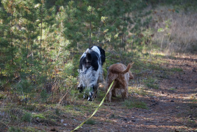 komm Jaxy, lass uns gehen