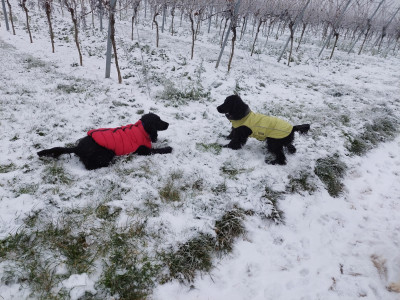 Mala (in rot) und Morla toben im Schnee