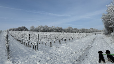 Schnee in Rheinhessen