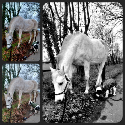 Mit Pferdekumpel Luna unterwegs...