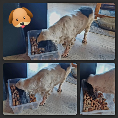 Zwerg Schnüffelnase