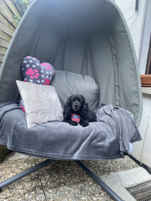 Frauchens Hängestuhl ist ja mal bequem den lieb ich da kann man gut drin schlafen