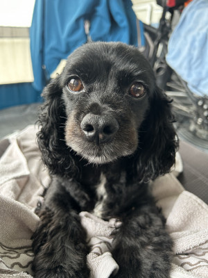 Mit Frauchen Kuschel ist toll…