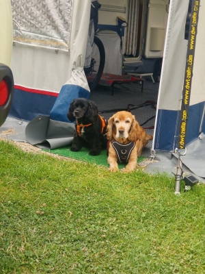 Aufpassen das Frauchen auch ja wieder kommt…