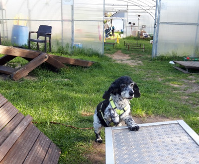 Mai_Hundeturnen.jpg