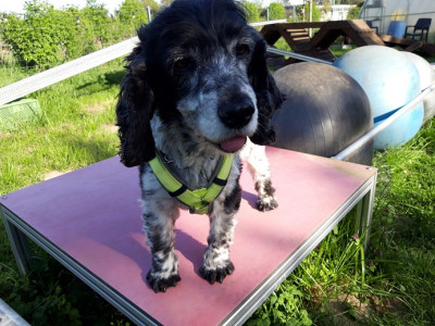 Mai_Hundesport_Noa.jpg
