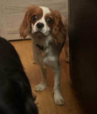 charly1.jpg