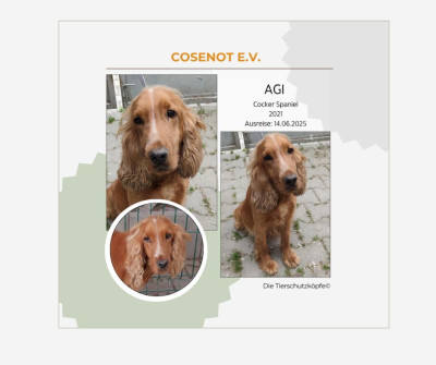agi.jpg