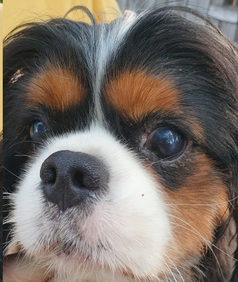 oliver4.jpg