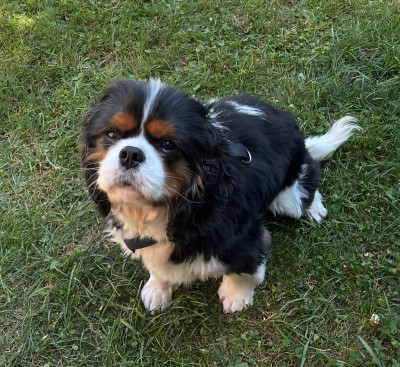 oliver1.jpg