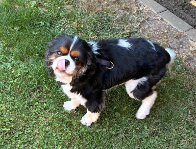 oliver3.jpg